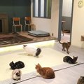 名古屋大須の猫カフェ情報！ほっこり癒しの空間で可愛いにゃんこと遊…