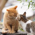 猫のうんちは「オスとメス」で匂いが違う？
