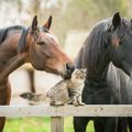 馬と猫の仲良し画像、動画3連発