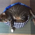 ひんやり気持ちい♡保冷剤入りの猫ベッドを手作りする方法