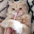 歯ブラシをカミカミする猫の歯磨きがかわいい♡