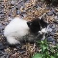 「僕を助けてくれるの？」庭に迷い込んだ痩せ細った子猫をレスキュー