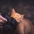 猫がカメラを嫌がる4つの理由