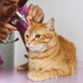 猫の『耳が熱い』と要注意！3つの原因とそれぞれの対処法