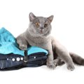 猫のTシャツおすすめ商品10選！かわいい宇宙猫やおもしろデザインなどご紹介