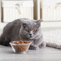 猫の『置き餌』がNGな４つの理由！おすすめの留守番対策とは？
