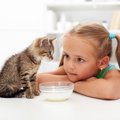 子猫がごはんを食べない理由とその対処法