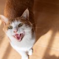猫がニャーニャー『おしゃべり』になっている理由5つ　声のトーンで意味が…