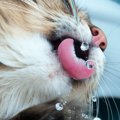 冬の季節も脱水症状に注意！猫にお水を飲ませる7つの方法