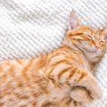 猫が毛布をしゃぶる『ウールサッキング』とは？子猫の場合、死に至る…