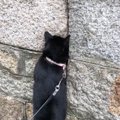 猫が散歩中に『小さい穴』を見つけたら…まさかの入ろうとする姿が笑え…