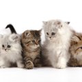 ペルシャ猫の毛色のカラーバリエーションは７タイプある