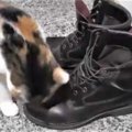 お客様の靴にスリスリしちゃう猫さんが可愛すぎるとSNSで人気！