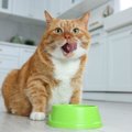 愛猫のための正しい『キャットフード』の選び方5つ　健康な体はいい食事が…
