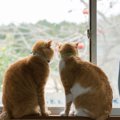 猫を「窓猫」にするには？愛猫が窓から見える素敵な家へと大変身！！