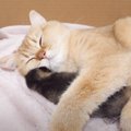 母猫が『睡眠中の子猫』にとった行動…愛情深い光景が幸せすぎると179…