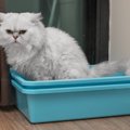 猫が頻繁にトイレに行く5つの原因と対処法