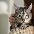 猫との関係にひびが入る可能性のある飼い方４つ