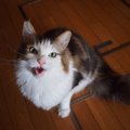 猫の鳴き声「にゃー」日本以外の国ではなんという？
