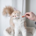 猫の『歯周病』に繋がる悪習慣3つ！今からできる正しい予防法とは？