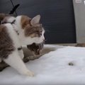 天才保護猫ディジャとビンディ、初めて雪を見る！