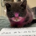 病院に『ピンクに染められた猫』が…体調不良になった恐ろしい原因とは