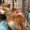 虐待を受け大火傷した猫…懸命なケアに応じる姿に涙