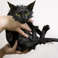 猫をお風呂に入れる時の最適な温度