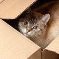 猫はなぜあんなに『段ボール箱』が好きなのか？考えられる4つの理由　…