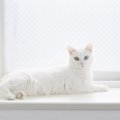 美人過ぎる猫のおすすめ画像・動画10選