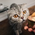 猫が大好きな『オノマトペ』ランキングTOP5！猫との暮らしを豊かにす…