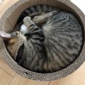 猫の『丸まり方』で判定する心理状態３つ