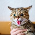 猫が『飼い主を威嚇』する4つの理由！威嚇のポーズや鳴き声とは？
