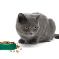 猫がごはんを食べない原因と絶食できる日数、食べさせる方法