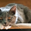猫コロナウイルスの症状や予防法・治療について