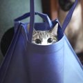『猫調べ中ですニャ！』空き袋をワクワクしながら内見する猫ちゃんたち