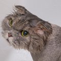 猫はどうして『お風呂が苦手』なの？5つの理由と必要になった場合の対…