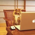 お庭に猫ちゃんが大好きな元保護猫くん♡ パソコンで真剣に恋愛術を学…