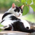 白黒の猫の特徴や性格、飼い方について