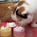 誕生日をお祝い！猫用ケーキが食べたくて飼い主さんに圧をかける猫ち…