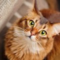 『ティッキング』をもつ猫種4選♡それぞれの特徴と魅力とは？