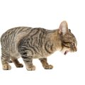 猫の寿命を縮める『嘔吐』とは？見極めのポイントと予防策