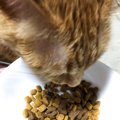 カリカリ嫌いな猫でもおいしく食べれる「ピュリナワン美味を求める成…