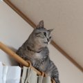 室内で起きる猫の「落下事故」3つのケース　危険なスポットや対策を解説