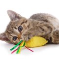 猫をメロメロにする『大好き♡』なものトップ4　愛猫の毎日を幸せにし…