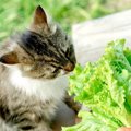 猫は白菜を食べても大丈夫？注意点や与えるメリットについて