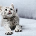 子猫にカリカリはいつから与えても良い？食べさせ方やおすすめフード…