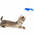 猫どんなおもちゃに喜んでくれる？おすすめのおもちゃの種類を7つご紹介！