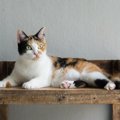 猫の様々な『座り方』5選♪それぞれの気持ちや落ち着き度を解説！
