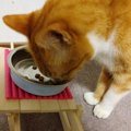楽な姿勢でおいしくごはん♪猫の食器台を作ってみた！